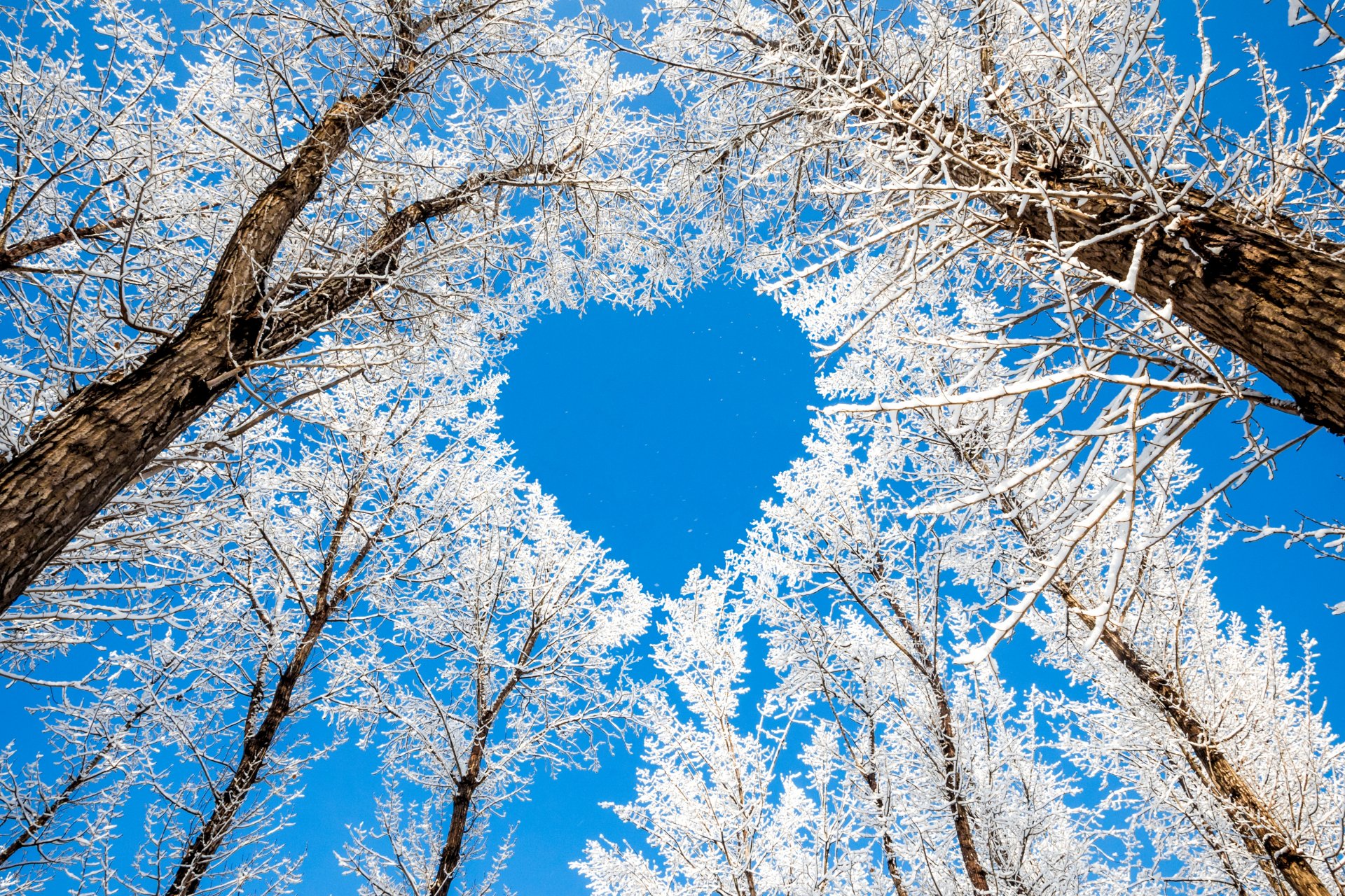 arbres branches hiver nature neige ciel coeur coeur