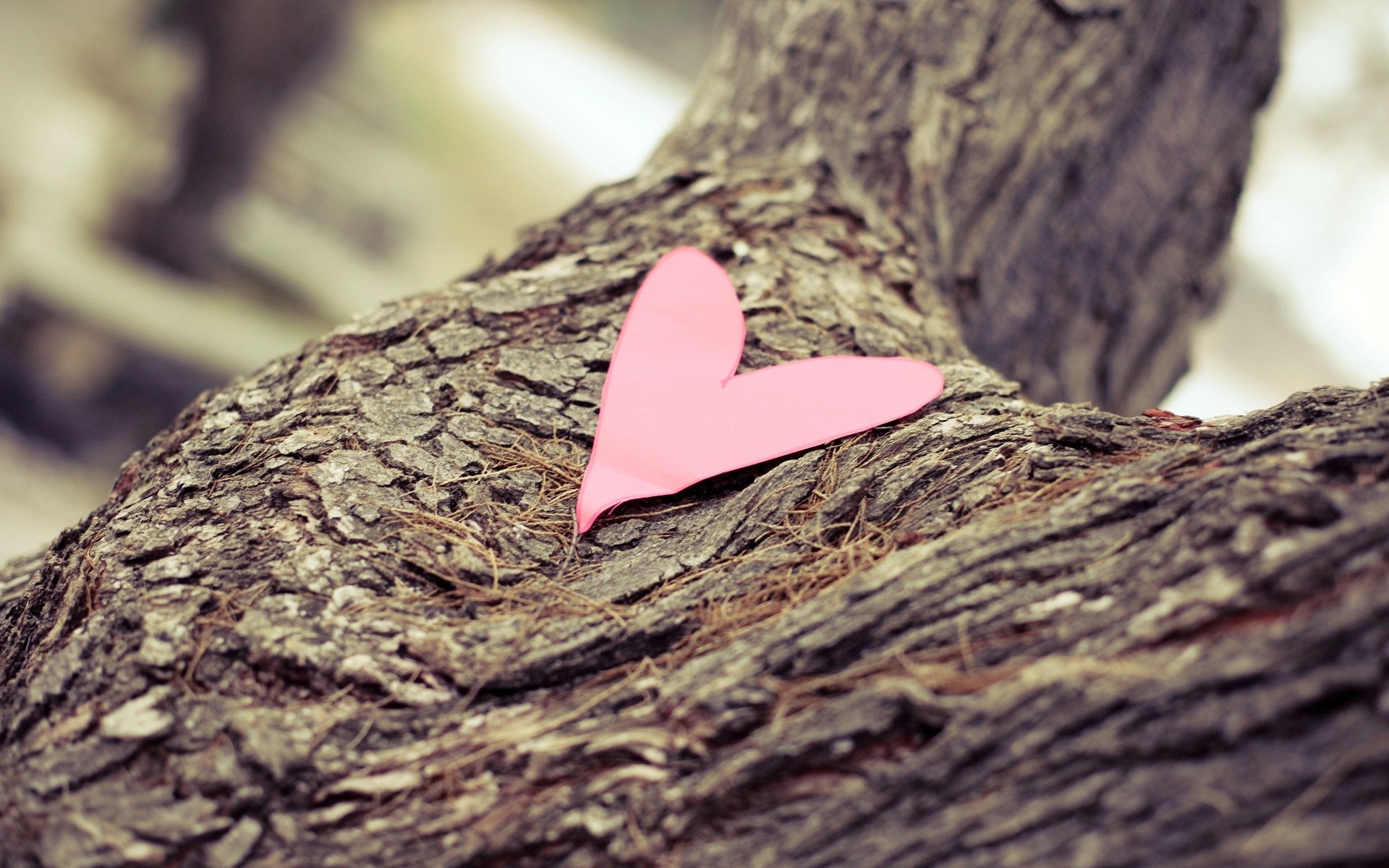 mood heart heart paper paper tree bark macro blur background wallpaper widescreen fullscreen widescreen widescreen