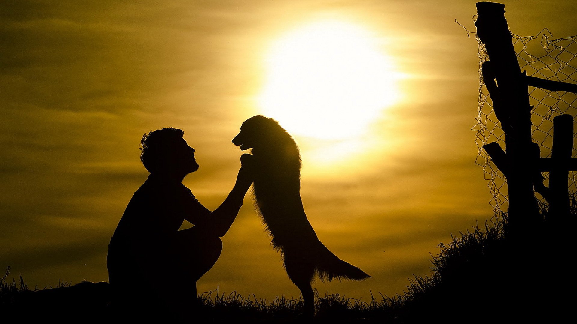 uomo cane amico sole forza