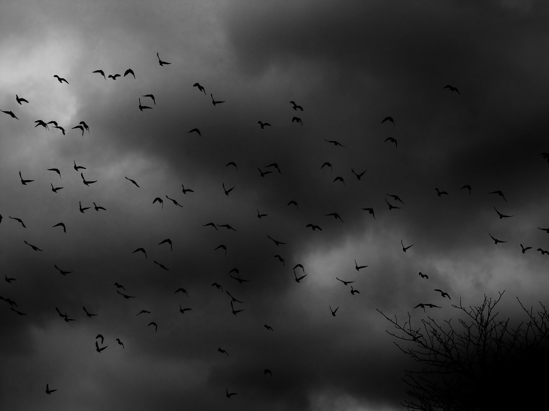 aves bandada arbusto nubes oscuridad