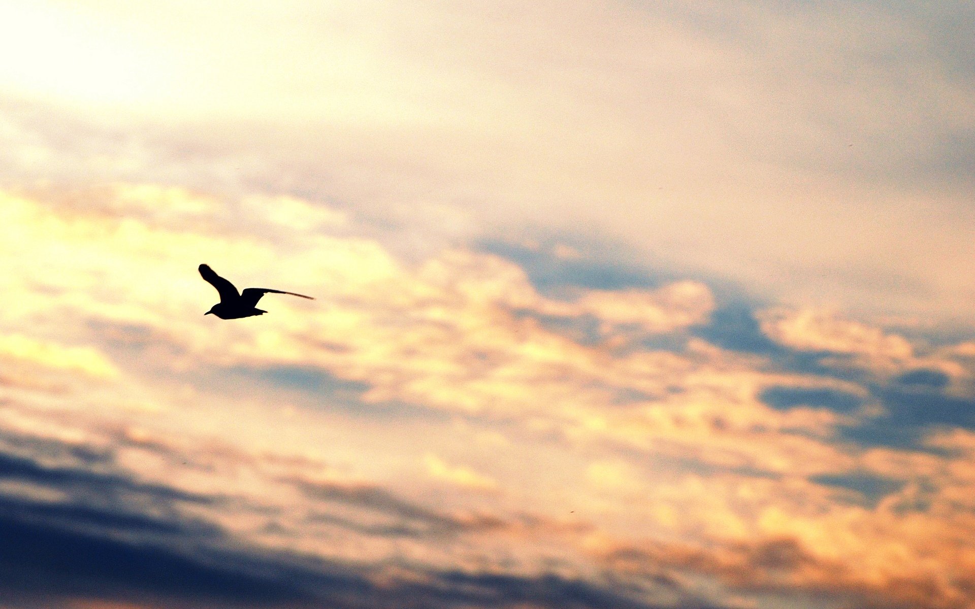 estado de ánimo pájaro vuelo alas silueta gaviota libertad cielo nubes fondo fondo de pantalla pantalla ancha pantalla completa pantalla ancha pantalla ancha