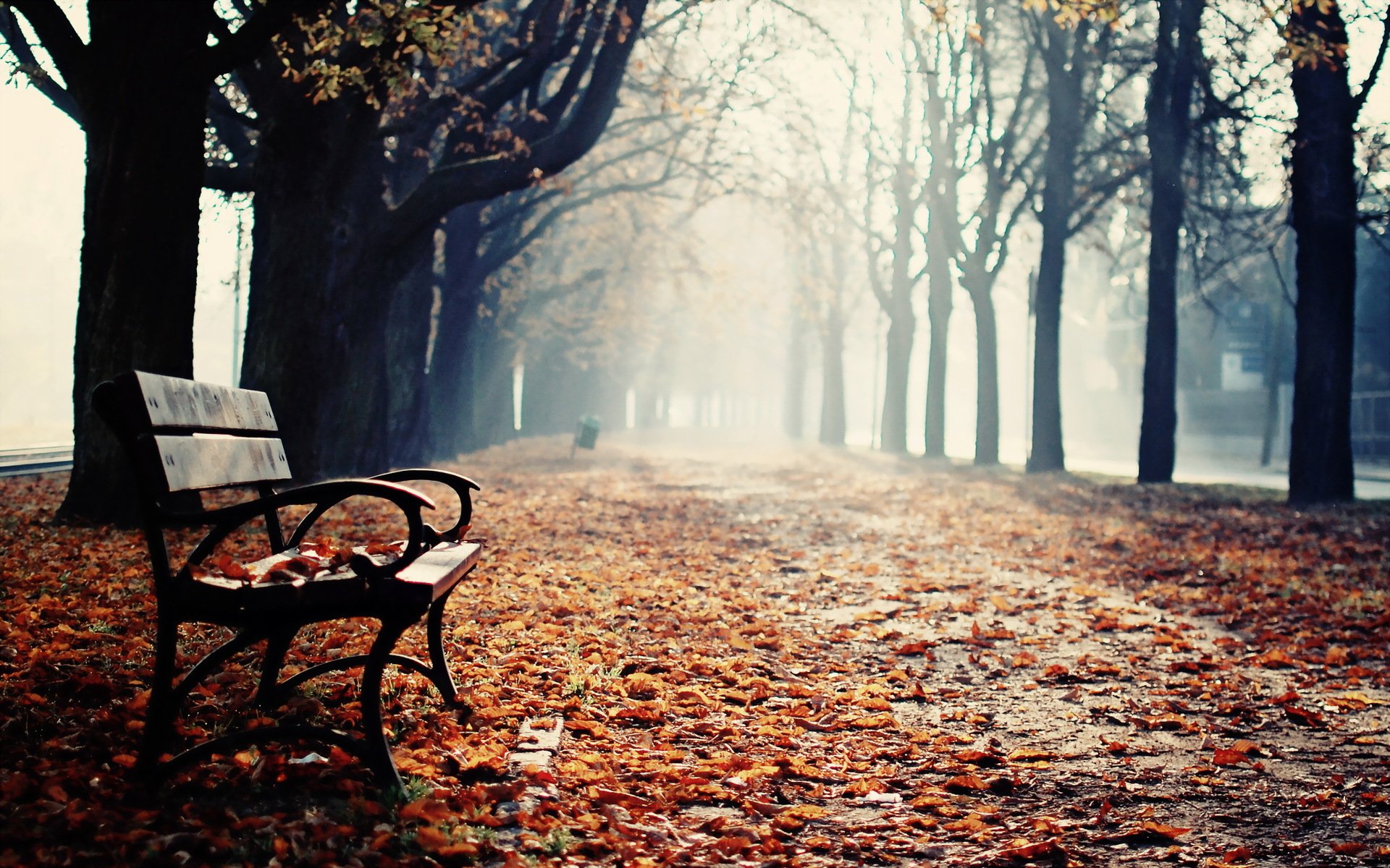 bench park autumn