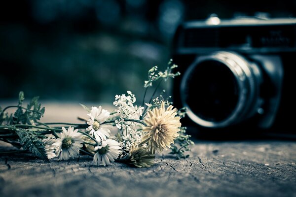 Daisies on the background of the camera