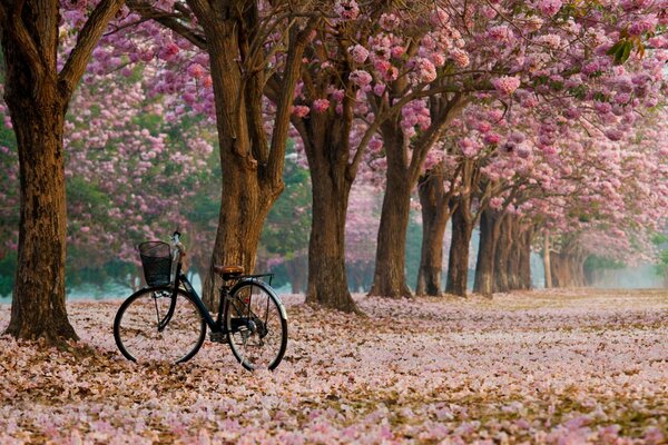 Bicicleta solitaria en un callejón en flor