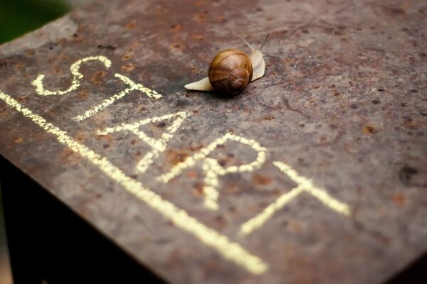 Eine Schnecke kriecht über einen Metallstreifen mit der Aufschrift Start