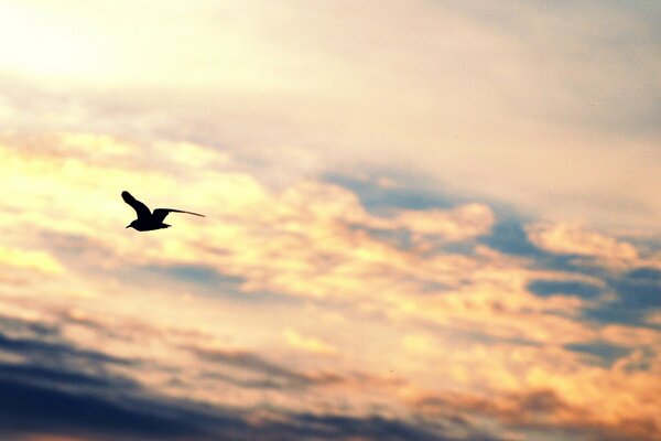 Oiseau en vol sur fond de ciel avec des nuages