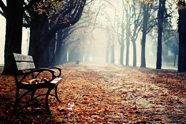 Banc dans le parc ensoleillé d automne