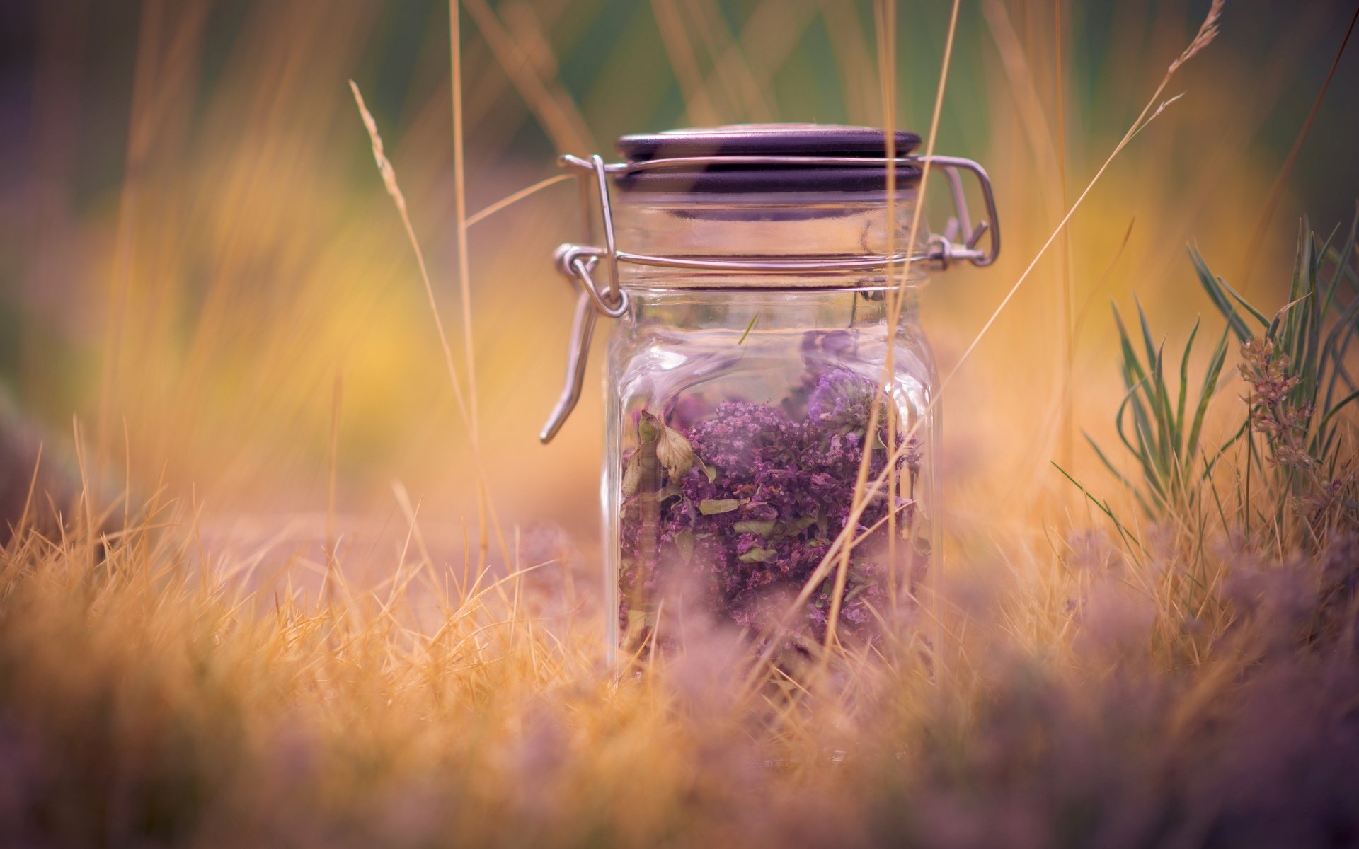 mood of the bank jar plant purple lavender close up macro grass blur background wallpaper widescreen full screen hd wallpapers fullscreen