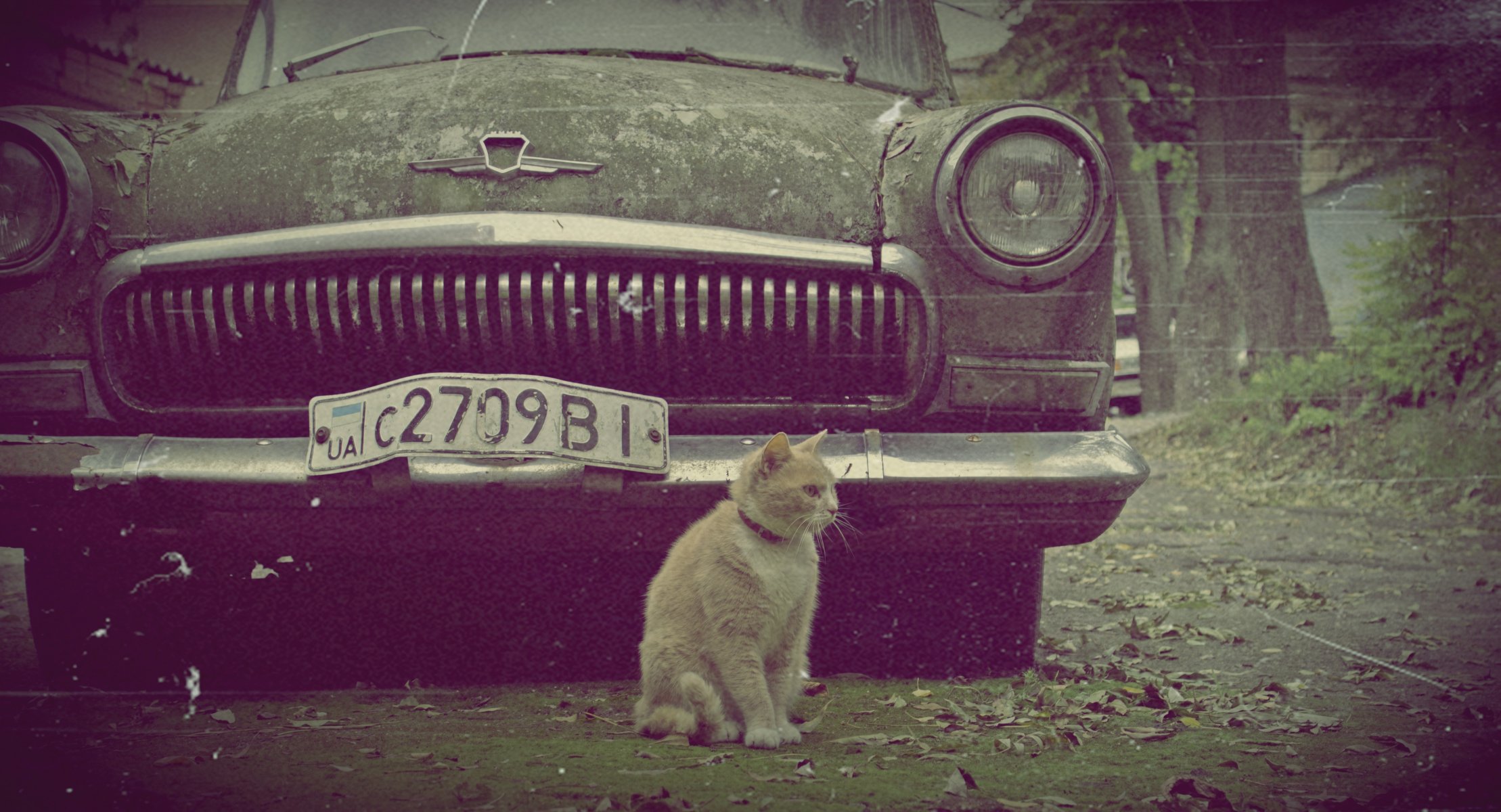 vintage retro volga cat