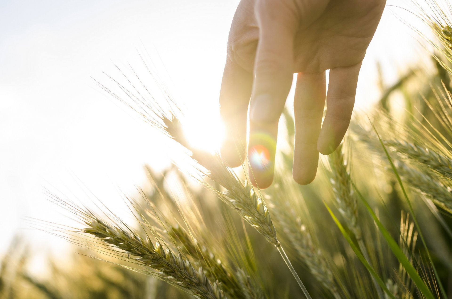 sonne licht hand ohren feld roggen weizen