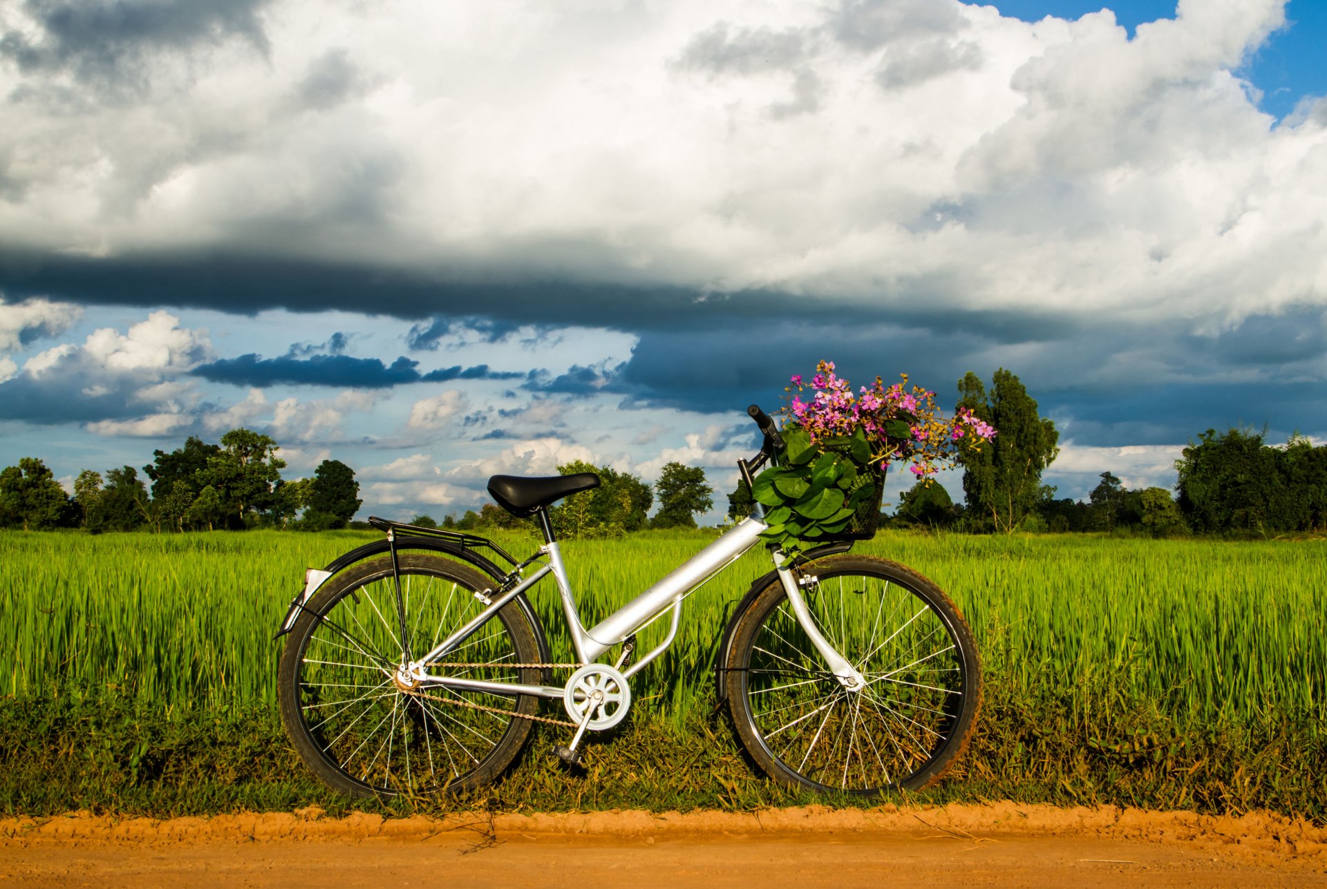 de l humeur un vélo un panier des feuilles des fleurs de la roue de l herbe de la verdure des arbres du ciel fond fonds d écran grand écran plein écran grand écran grand écran