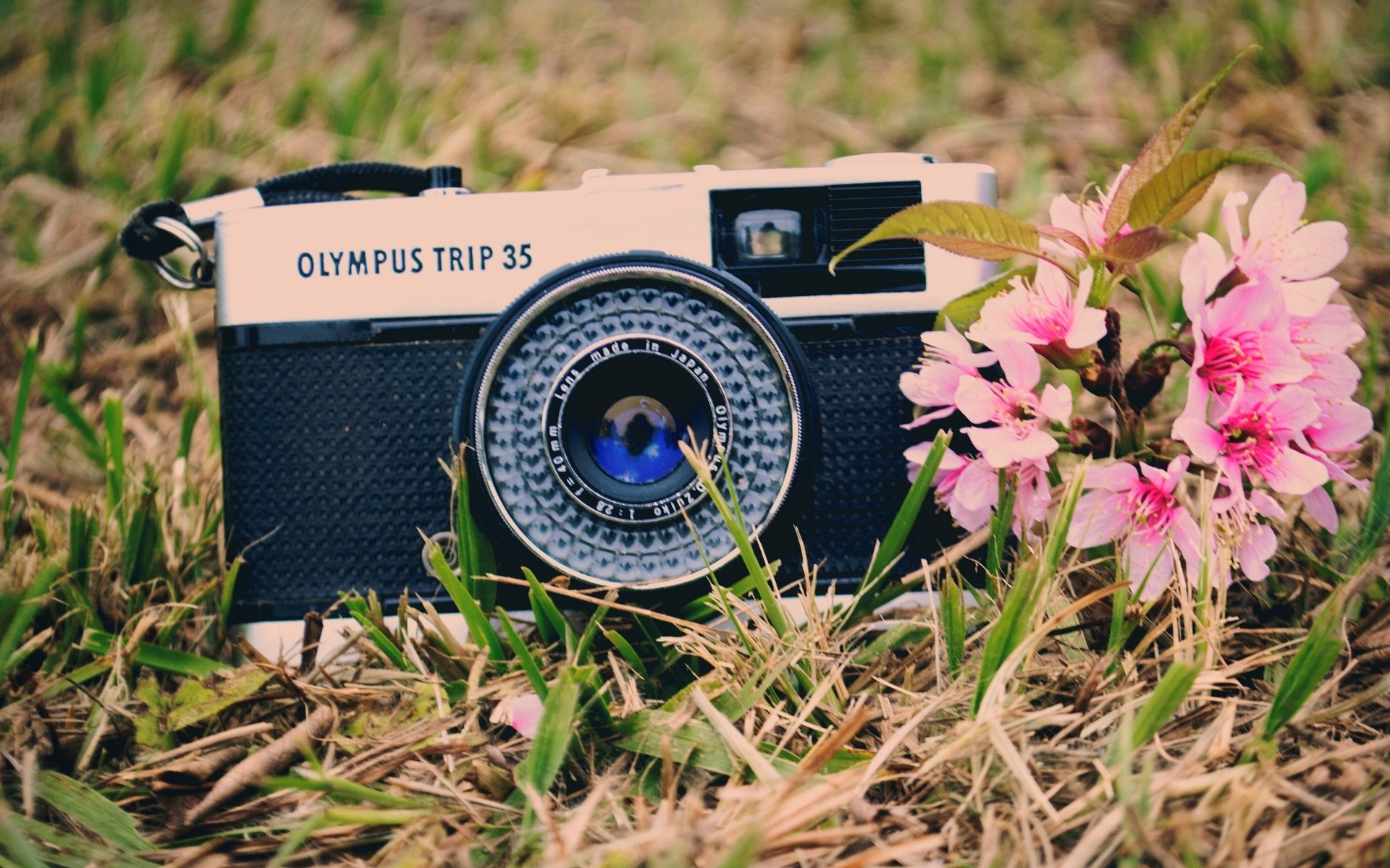 stati d animo macchina fotografica macchina fotografica fiori fiori. rosa erba verde sfondo carta da parati widescreen schermo intero widescreen widescreen