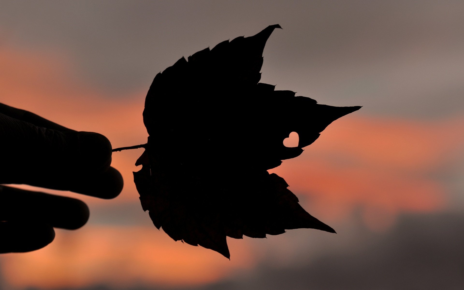 humeur feuille feuille feuilles le coeur le coeur la main silhouette fond l amour le flou fonds d écran grand écran plein écran grand écran