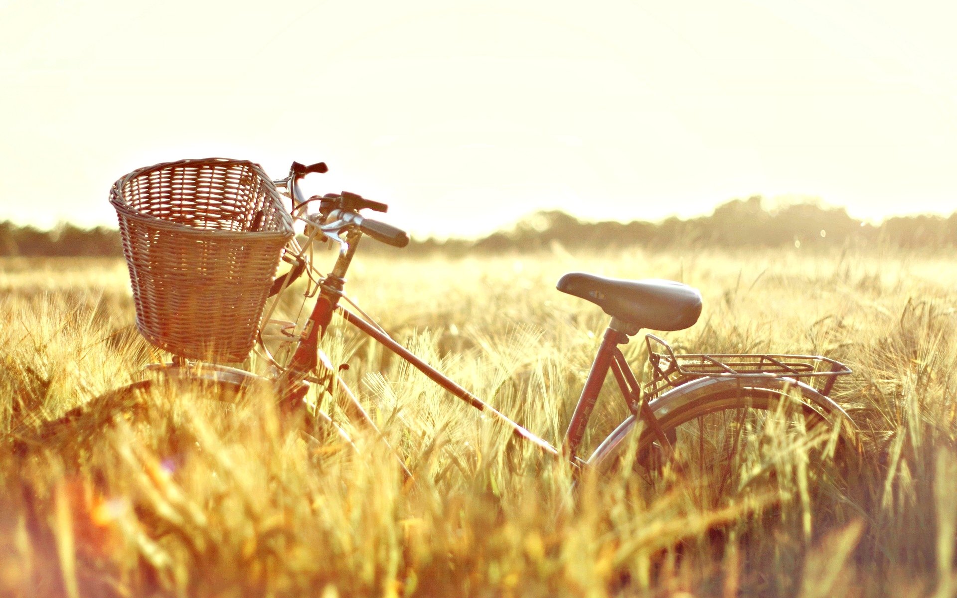 stimmung fahrrad korb natur feld weizen roggen ohren sonne sonniger tag hintergrund tag tapete widescreen vollbild widescreen