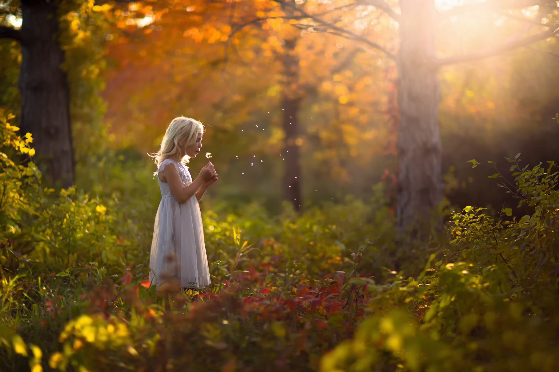 fille forêt automne une robe un pissenlit