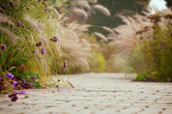 Ears and purple flowers near the asphalt