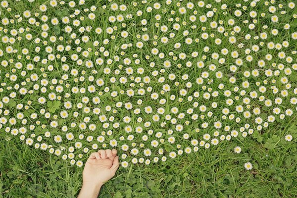 Flower field on a green meadow