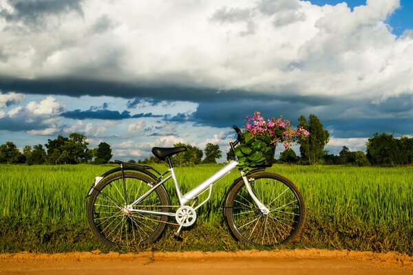 Fondo de pantalla de estado de ánimo de pantalla completa con Prado y bicicleta verano