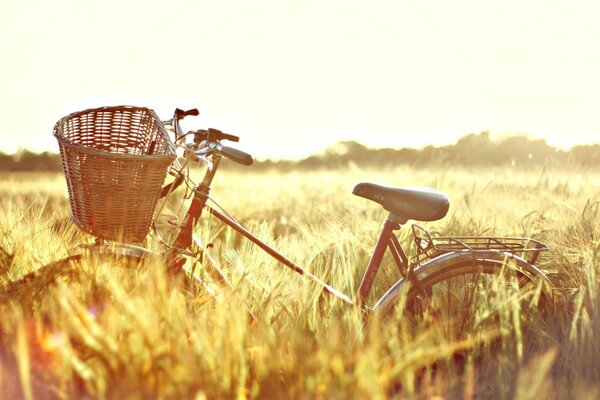 The bike is in a field of rye