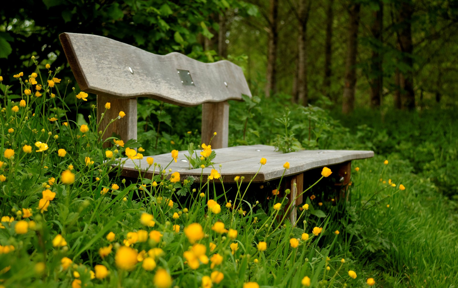 humeur banc banc banc banc végétation verdure fleurs fleurs jaune vert fond papier peint écran large plein écran écran large écran large