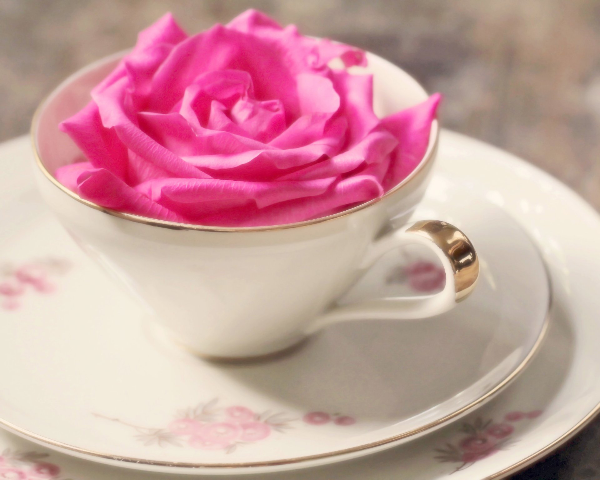 humeur tasse tasse rose rose fleurs fleur tendresse fond fond d écran