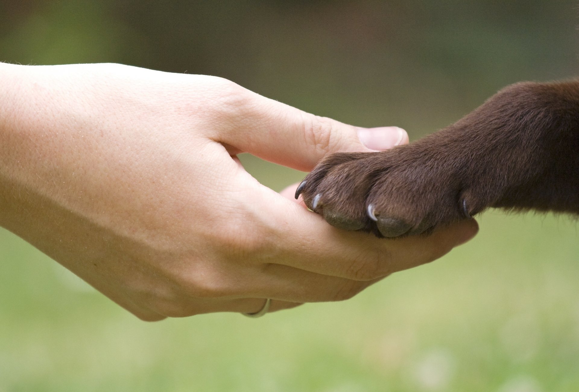 mood uomo mano ragazza cane cane zampa amico amici migliore amico sfocatura sfondo carta da parati widescreen schermo intero widescreen