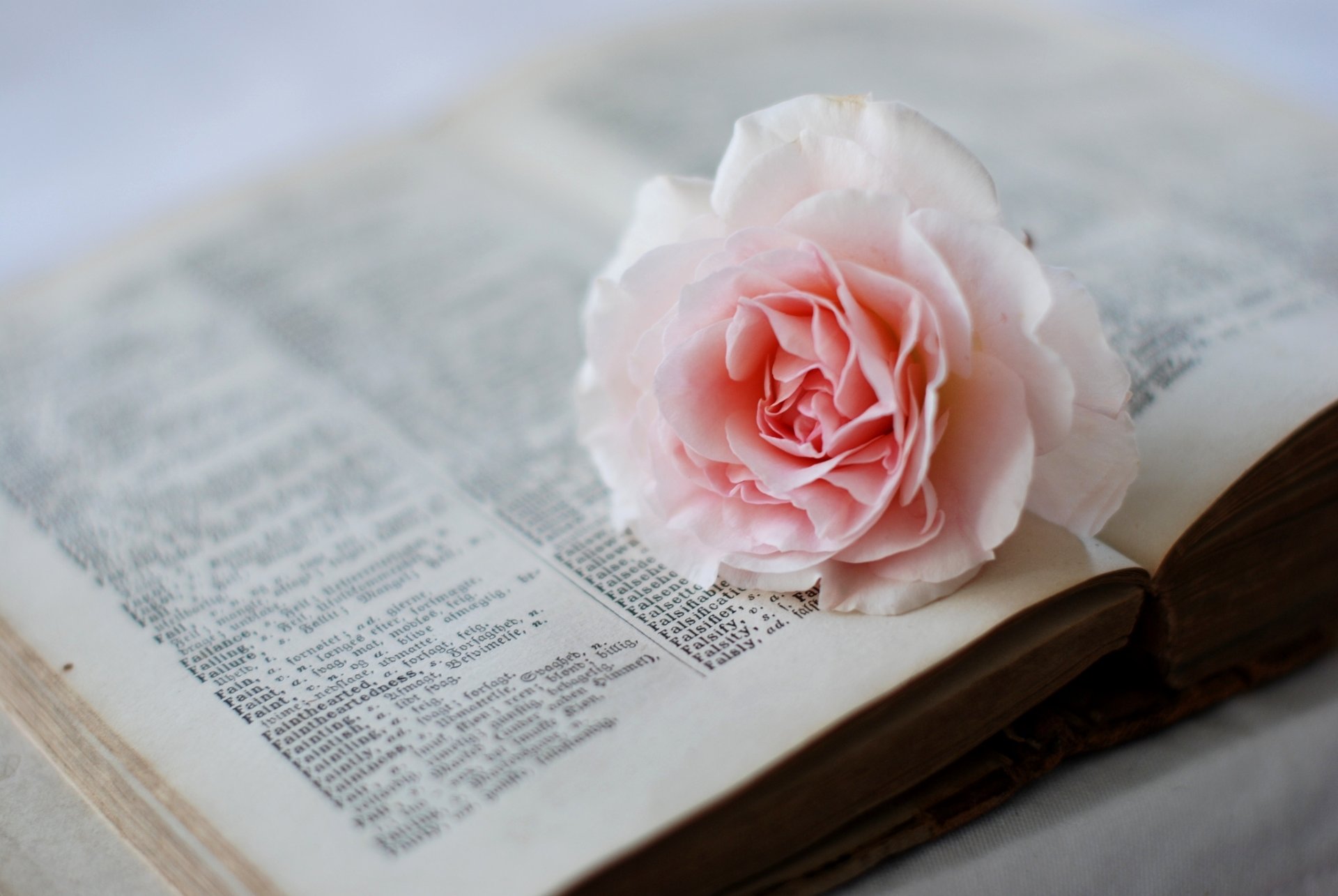 book dictionary pages flower rose pink