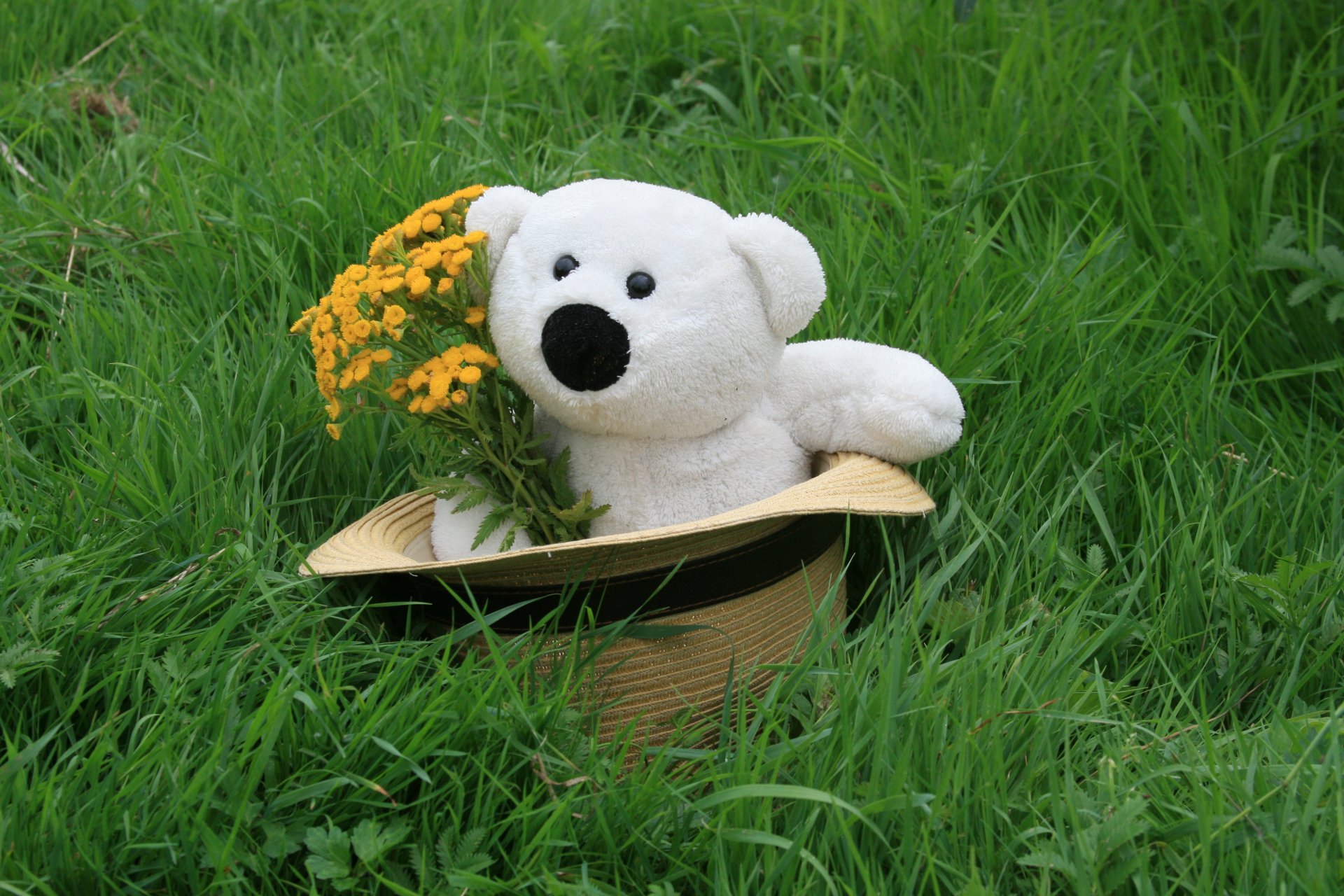 mood wallpaper teddy bear white toy hat teddy bear bouquet bouquet background