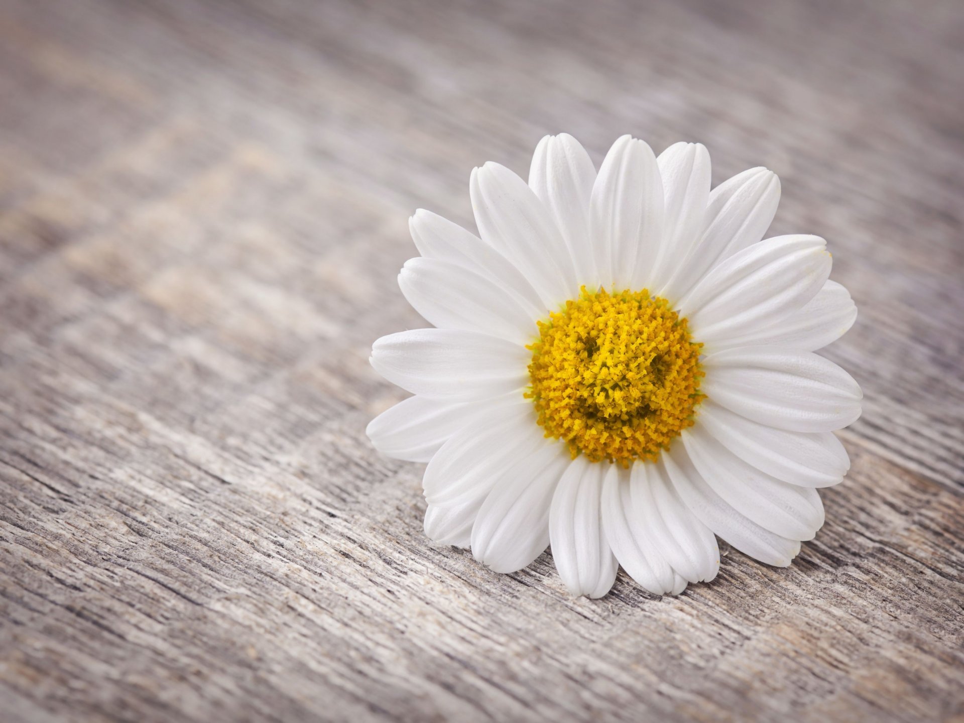 mood fiori fiori margherita petali sorriso sfondo widescreen schermo intero widescreen carta da parati