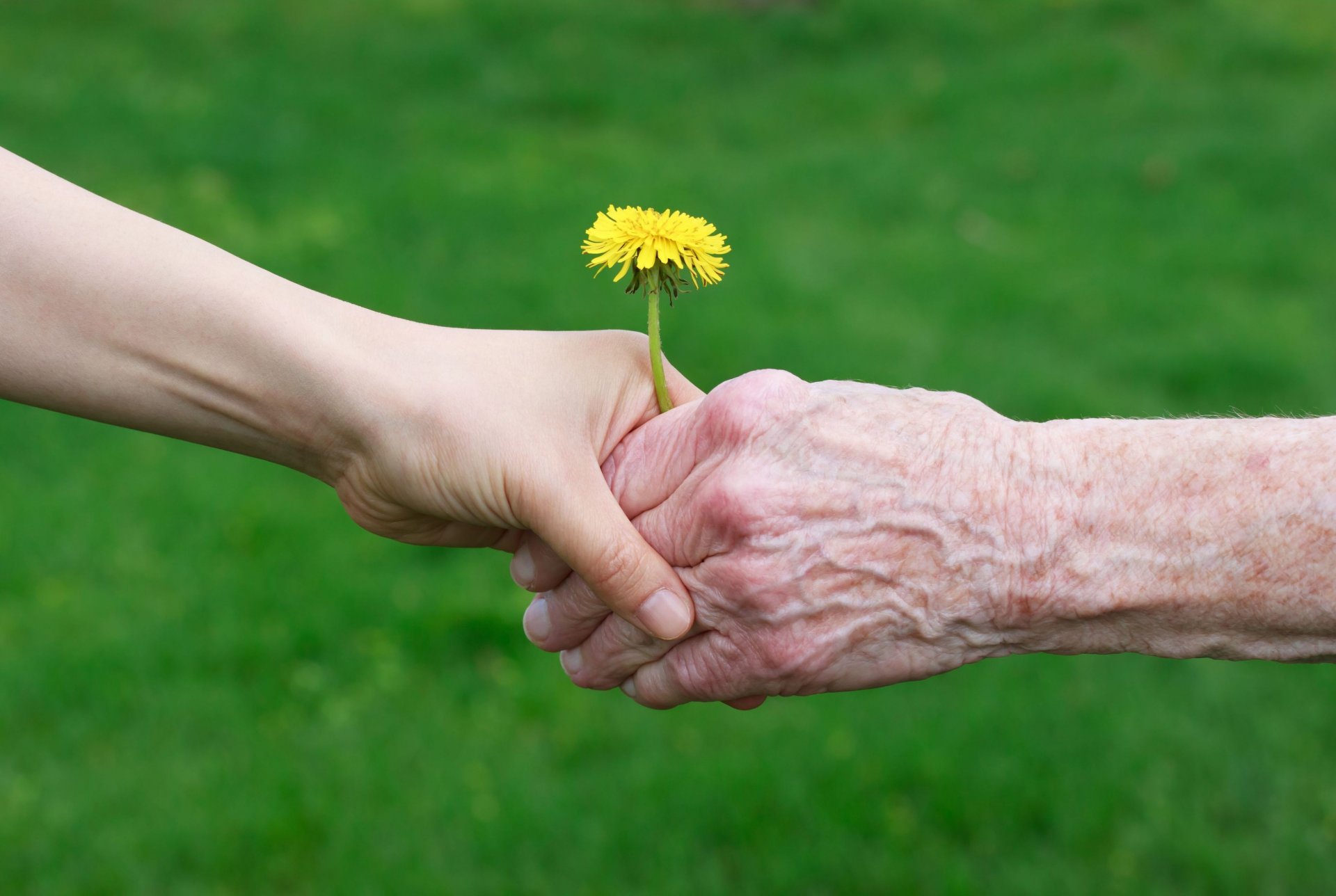 umore uomo nonno bambino bambini bambino bambini bambini mani protezione prop fiori fiorellino giallo natura erba verde prato sfocatura sfondo carta da parati widescreen schermo intero widescreen widescreen