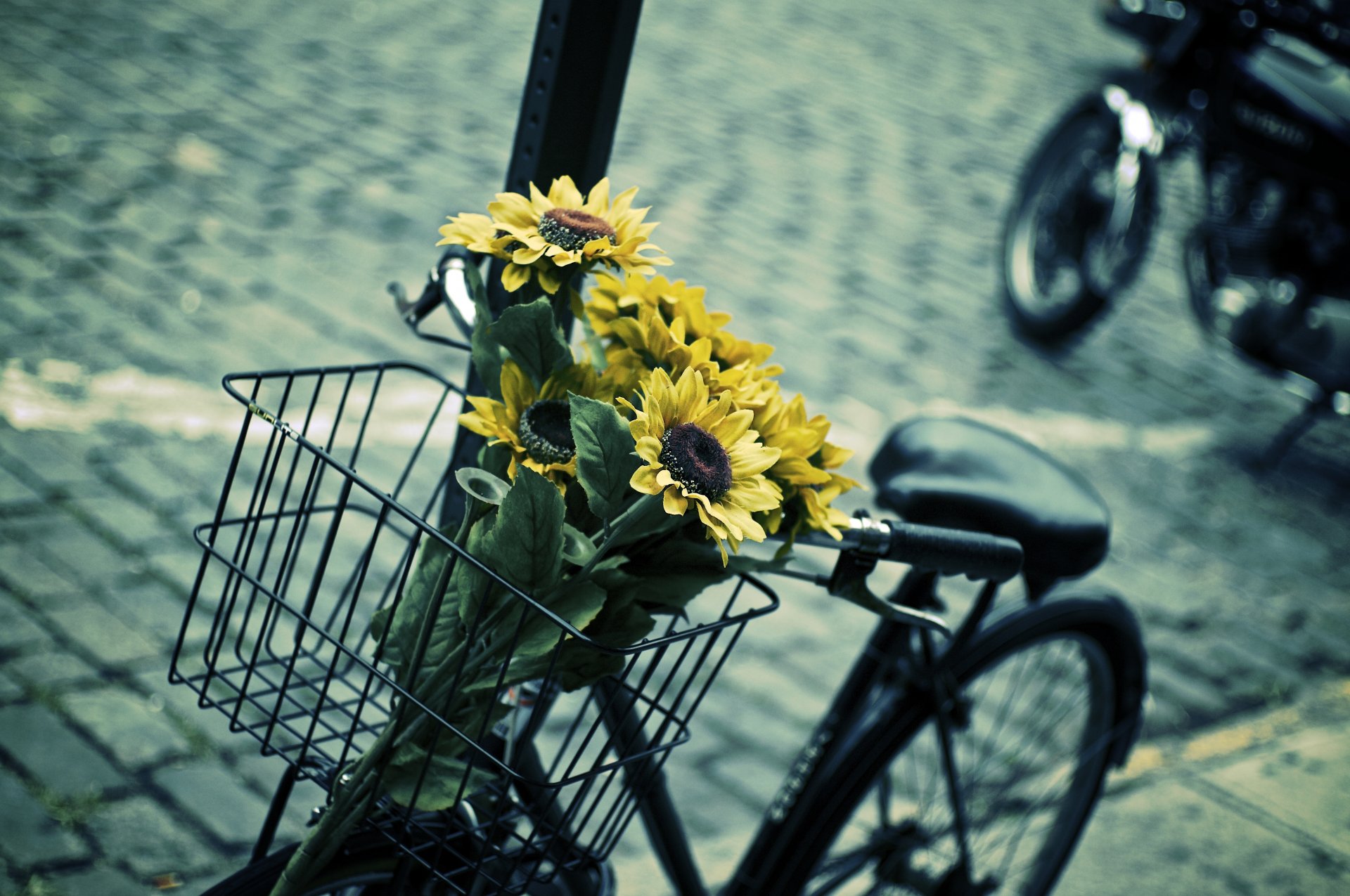 mood bike shopping basket flower flowers sunflower yellow blue contrast leaves blur bicycle background wallpaper widescreen full screen hd wallpapers fullscreen wide