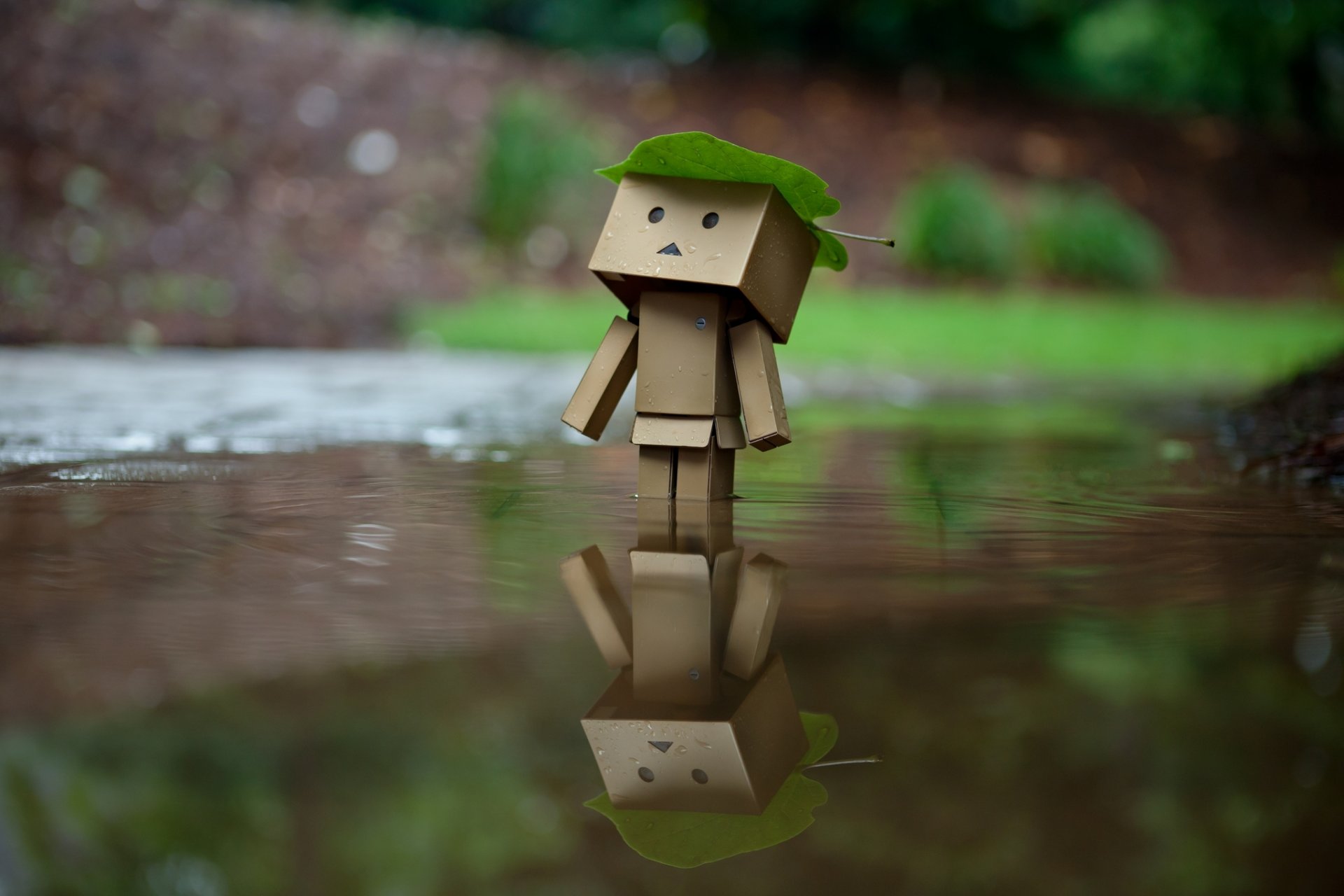 danbo amazon коробок коробка вода отражение лист дождь