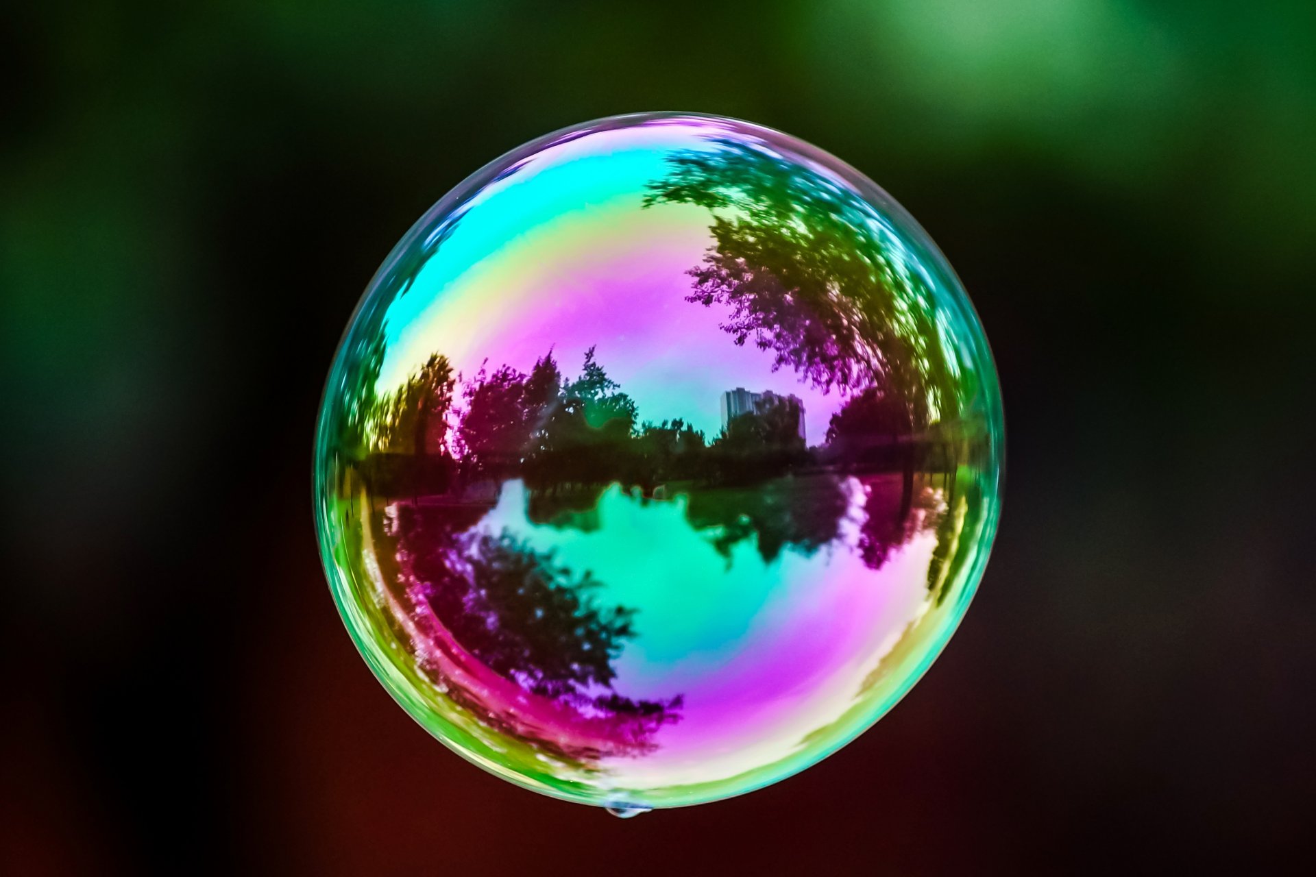 mood bubble overflow flowers reflection close up blur background wallpaper widescreen full screen hd wallpaper