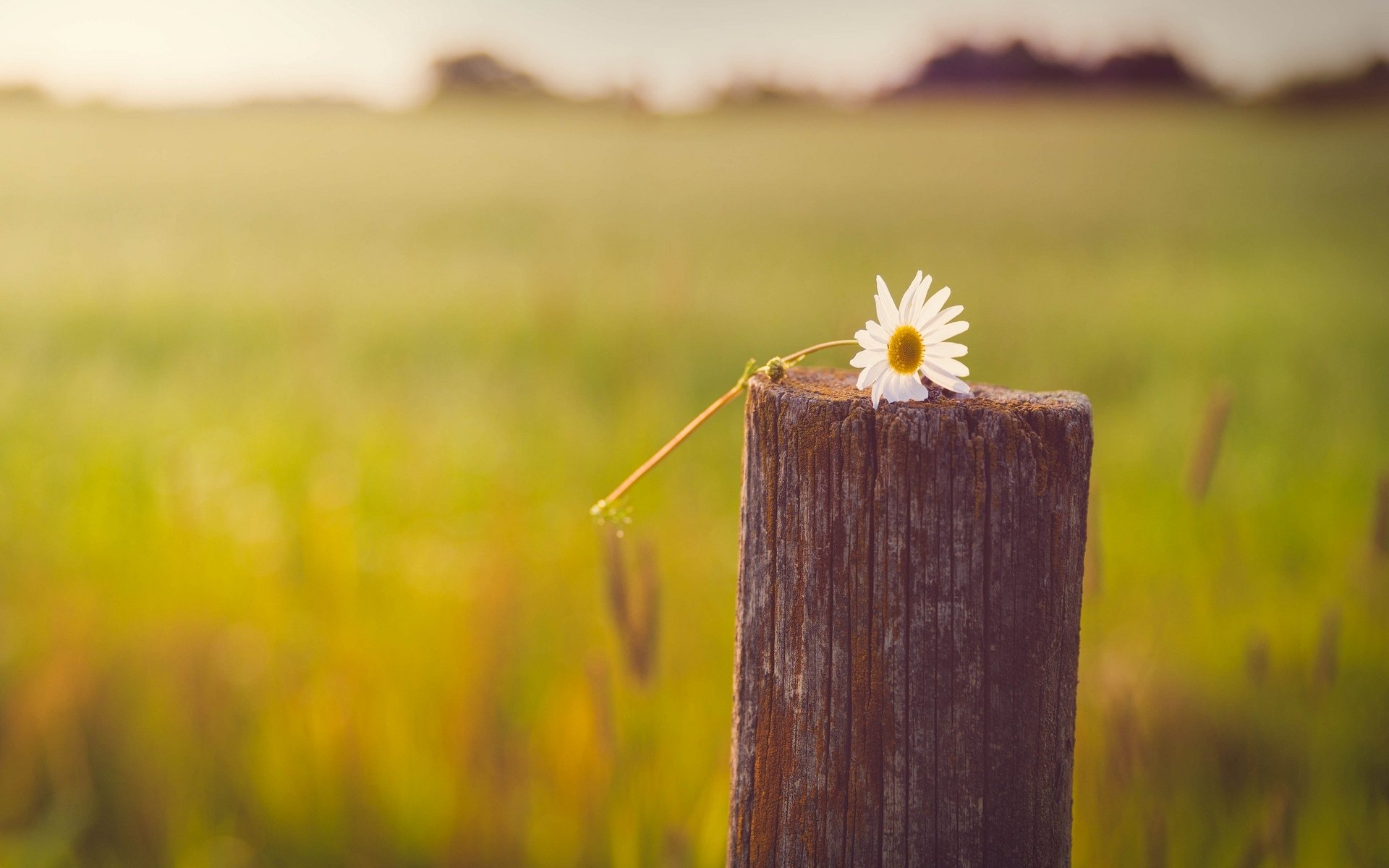 mood macro flowers flowers flower white yellow daisy tree pillar blur background wallpaper widescreen fullscreen widescreen widescreen