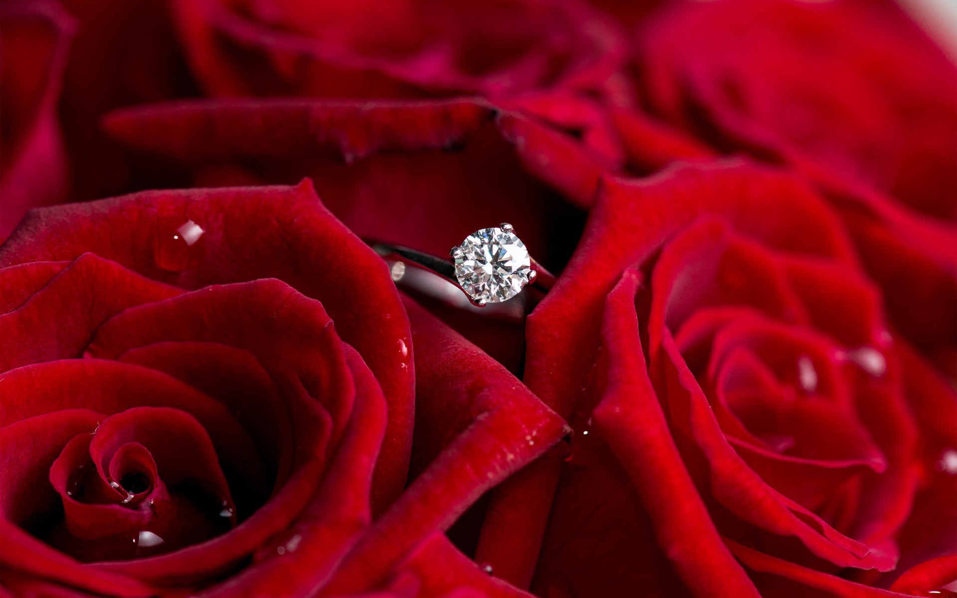 flower roses red ring diamond