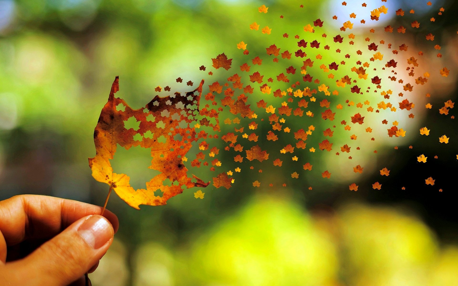 mood leaves leaf leaf autumn wind hand beautiful blur background wallpaper widescreen fullscreen widescreen widescreen