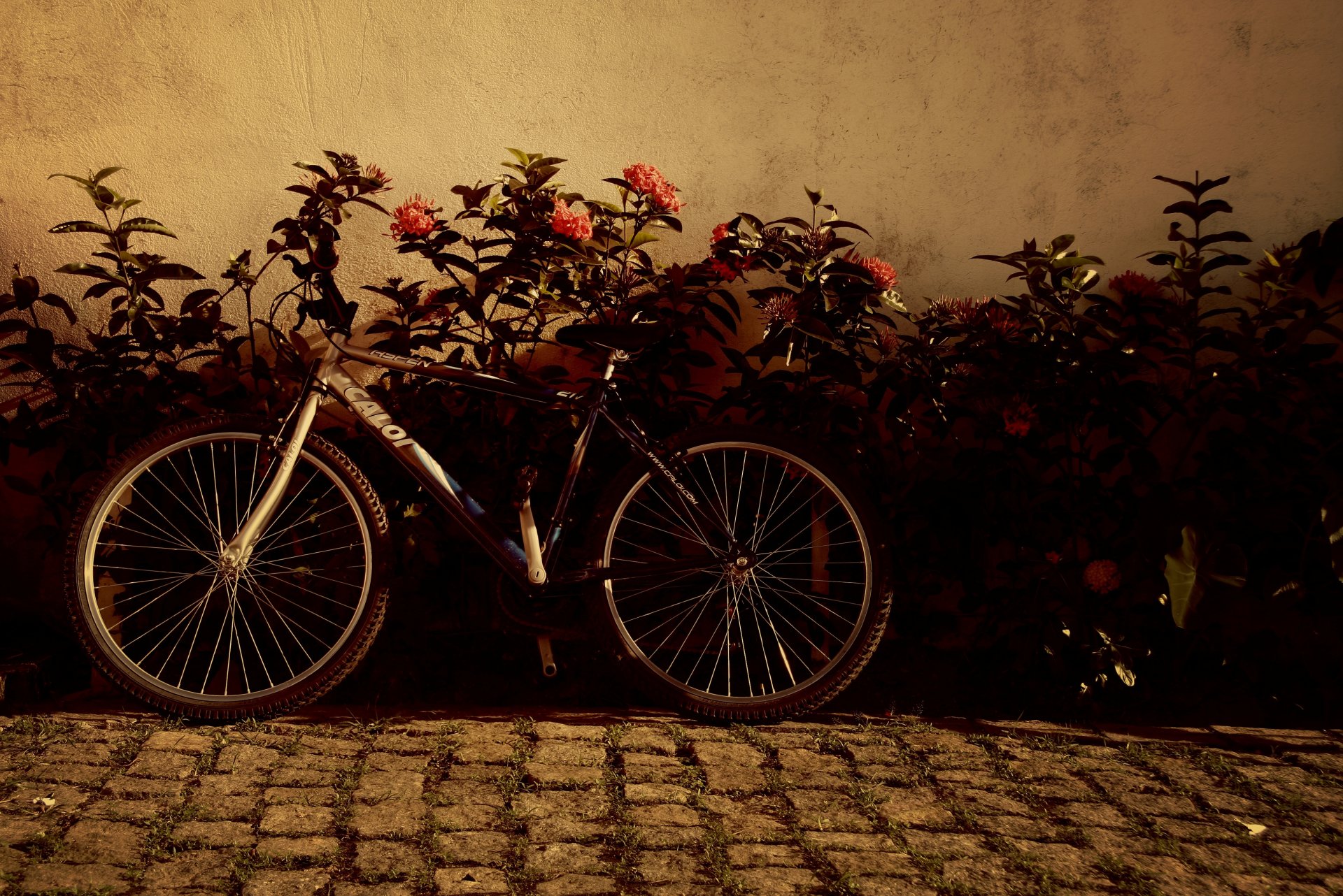 mood bicicletta ruote fiori fiori sfondo carta da parati widescreen schermo intero widescreen widescreen