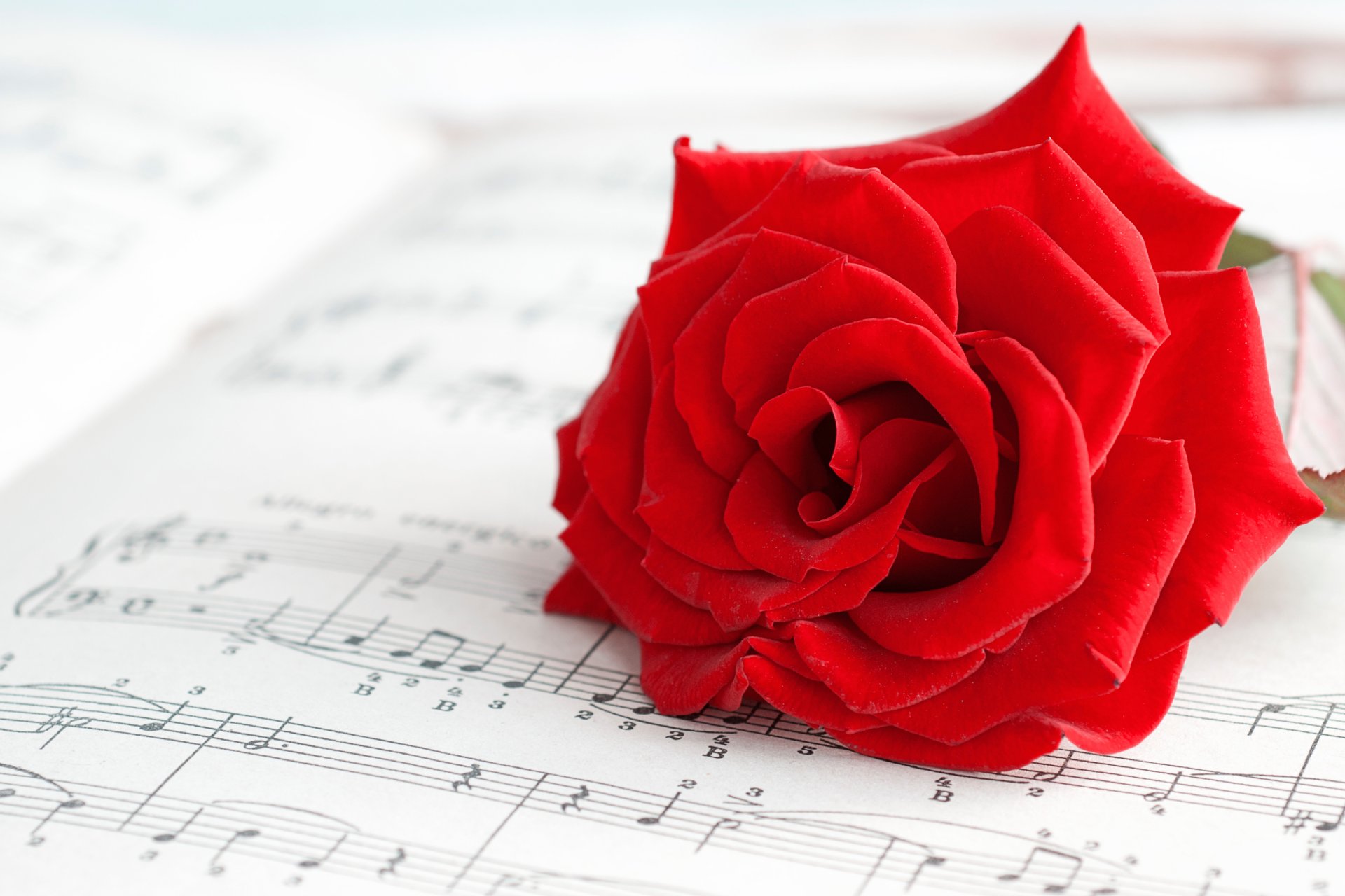 moods flowers flowers flower rose red petals macro notes background wallpaper widescreen fullscreen widescreen flower rose red macro music widescreen