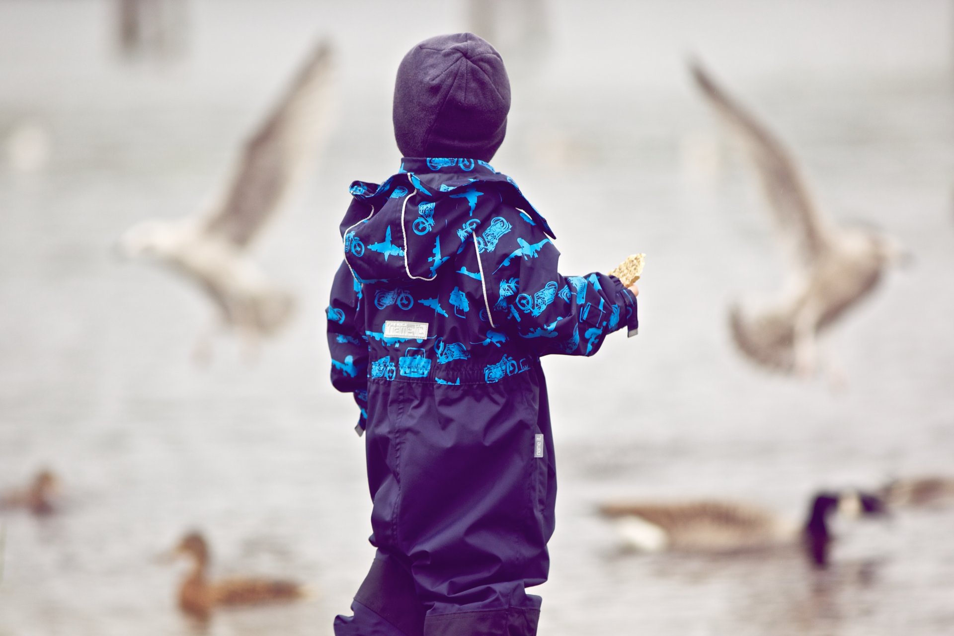 humeur enfants garçon chapeau rue oiseaux pigeons vol fond fond d écran