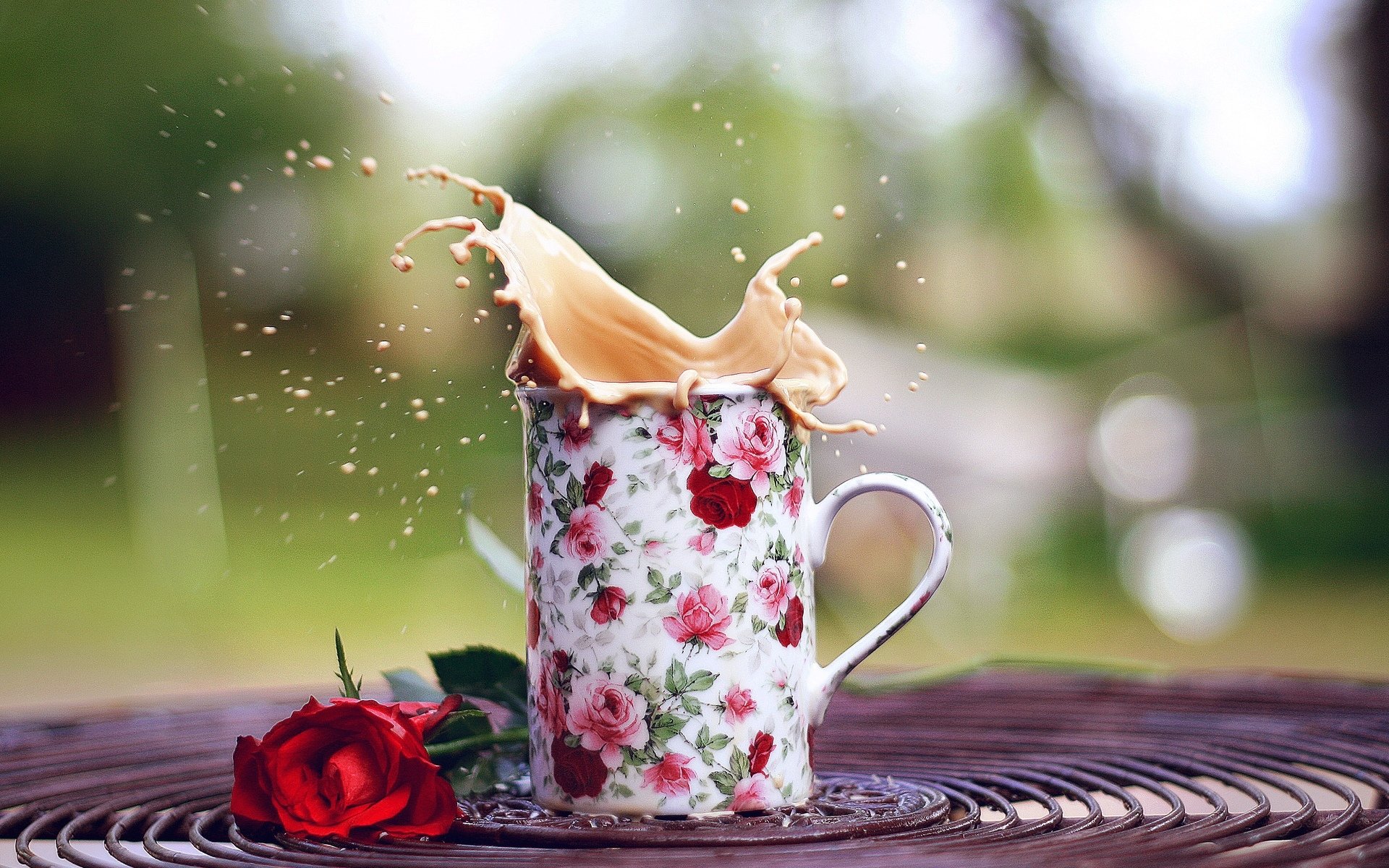 humor taza taza salpicaduras rosa. rosa rojo flores flores fondo papel pintado pantalla ancha pantalla completa pantalla ancha pantalla panorámica