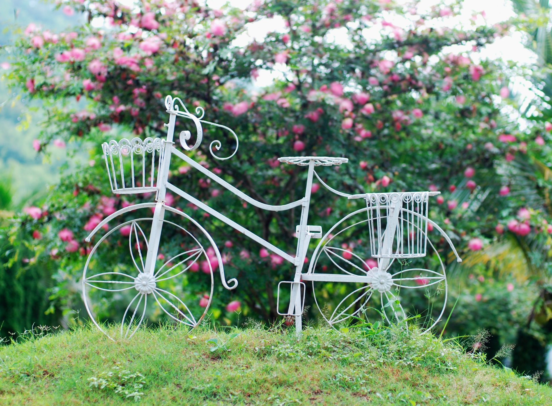 estado de ánimo bicicleta blanco rueda cesta flores flores hojas fondo papel pintado pantalla ancha pantalla completa pantalla ancha pantalla ancha