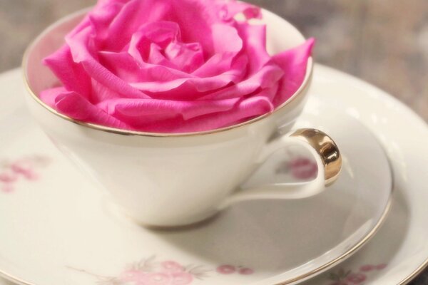 Rosa Rose in Tasse auf Untertasse