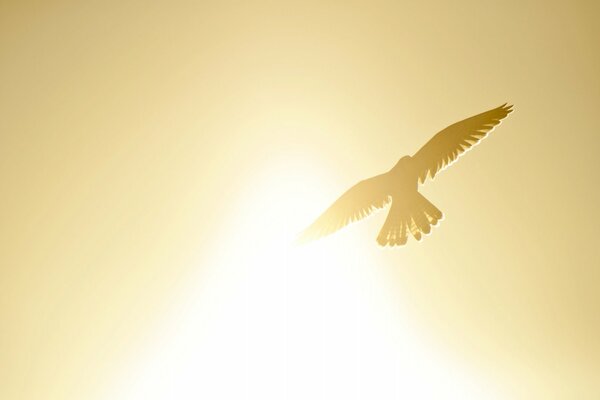 The flight of a bird against the bright sun