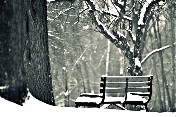 Banc de neige, forêt, arbres, neige