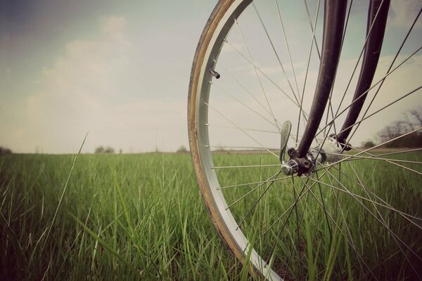 Bicycle wheel on the green grass