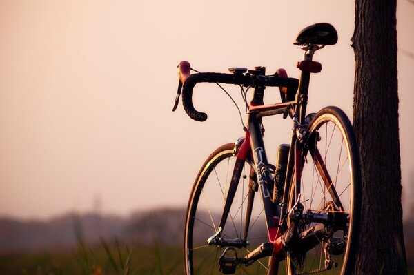 Bicicletta sportiva parcheggiata su un albero