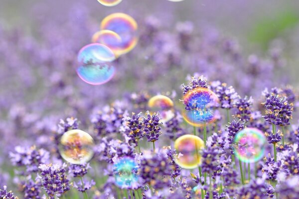 Bolle di sapone colorate sul campo di lavanda