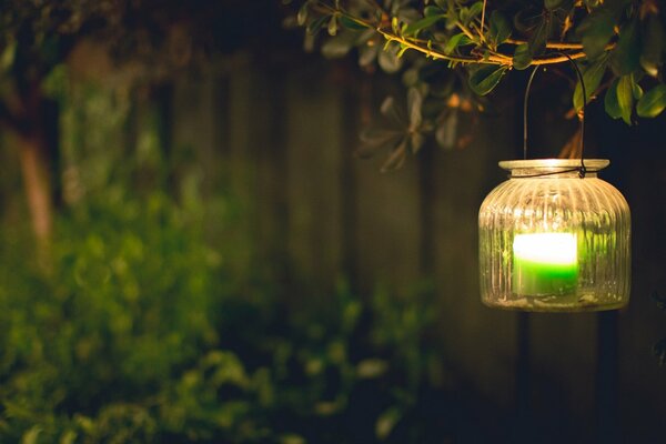 A lonely lantern hanging on a branch