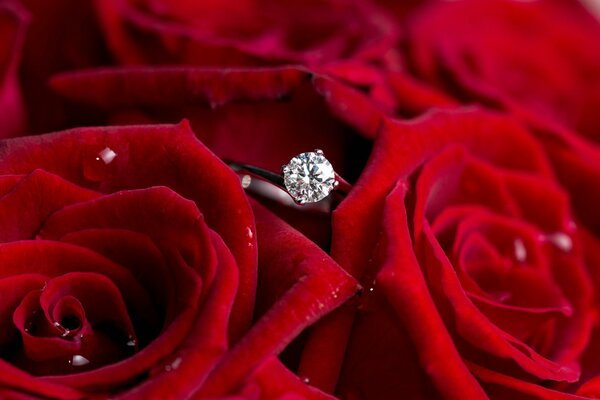 Anillo de diamantes en rosas rojas