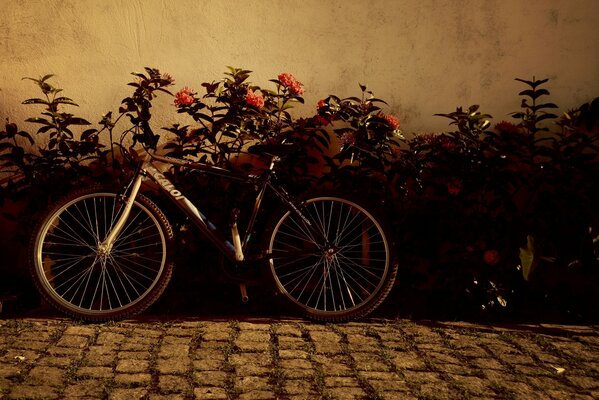 Bike in colors beautiful background